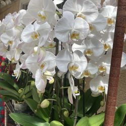 Orchid