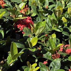 Ixoras Oranges In Yellow 1gallon 