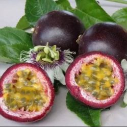 Passion Fruit Vines/Plants 
