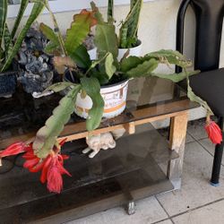 Epiphyllum Red Flower   Hoa Quỳnh nh Đỏ
