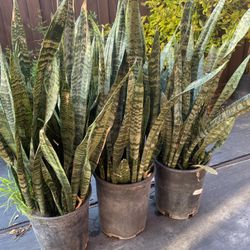 Snake Plants 