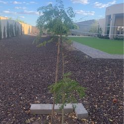 Moringa Tree