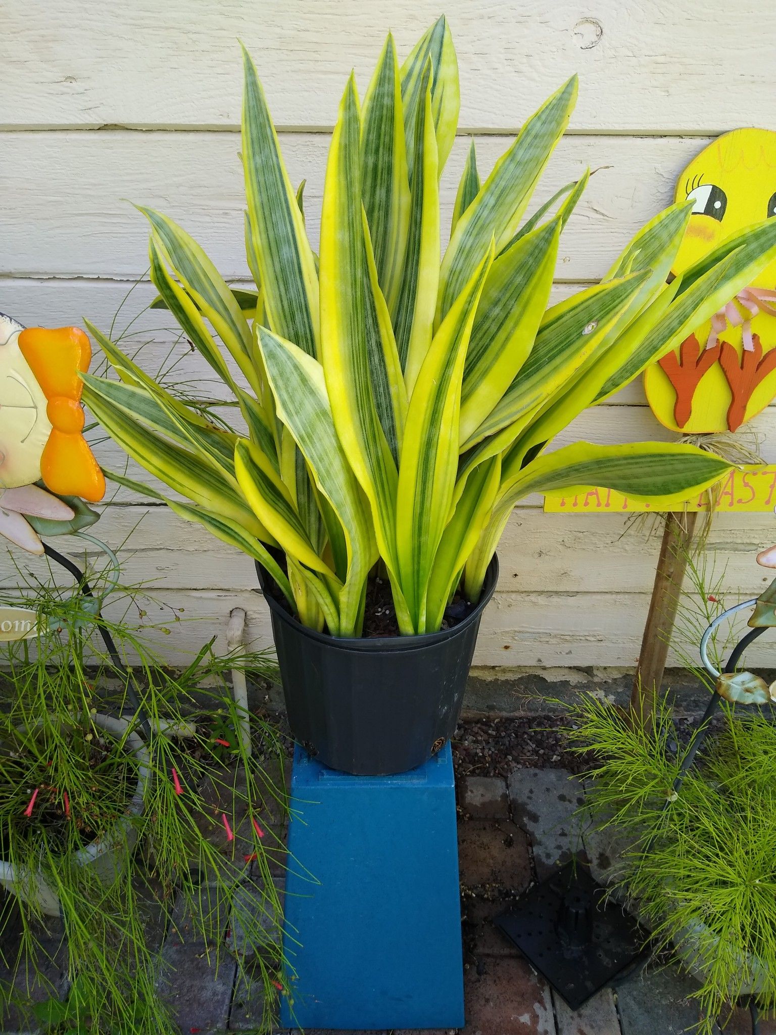 Sansevieria Yellowstone plant