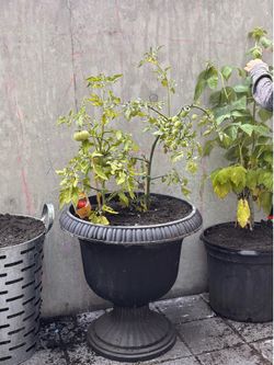 Healthy tomatoe plants tomatoes get large!!
