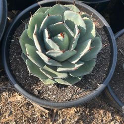 Agave Parry Truncata 15g 