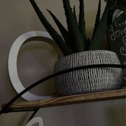 Aloe Plant Decor