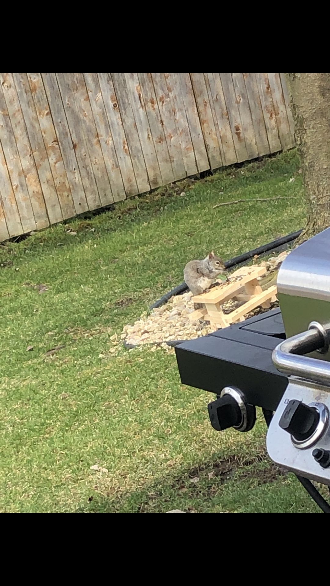 Squirrel picnic table
