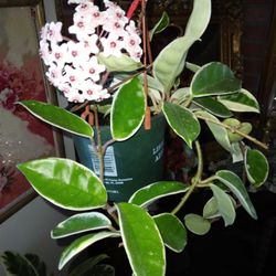 Krimson Queen Hoya Cutting $8 For 10 Inches-Ship $3.50