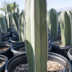 18 Inch Fencepost Cactus Cutting