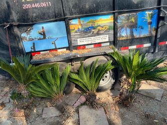 Sago Palm Plants – Set of 4