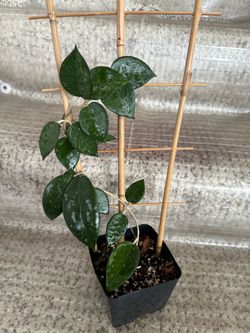 Hoya