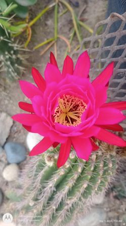  Cactus  Read Description!