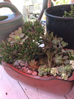 Many Succulent arrangements to choose from great for a gift or for your garden my prices beat most