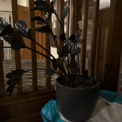 Raven ZZ Plant 