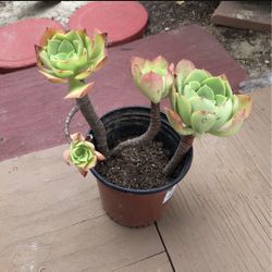 Succulent 