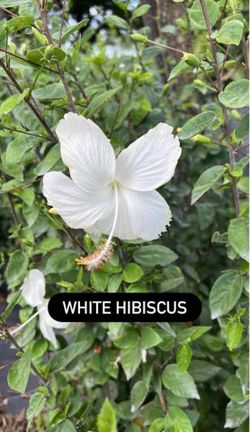 🤍 White Hibiscus