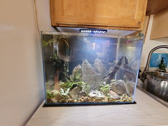 10 Gallon Rimless W/ Filter Lamp Included