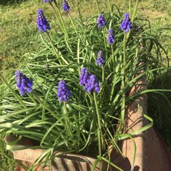 Grape Hyacinth 