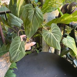 Philodendron Gloriosum Plant