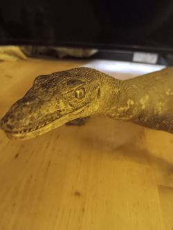 Real Taxidermy Monitor Lizard Mount – Excellent Condition