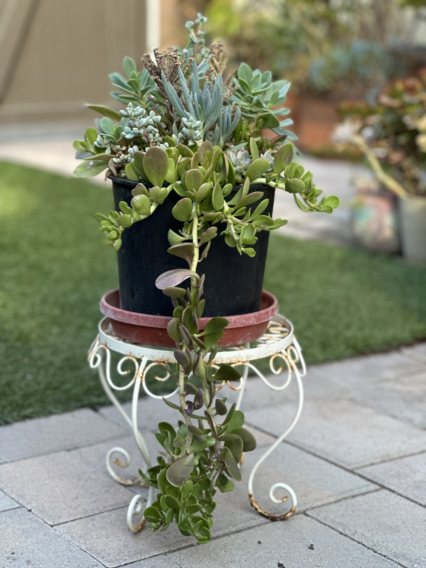 Assorted Succulent Plants