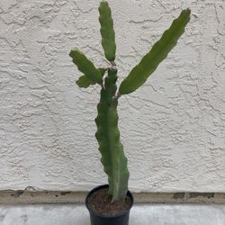 Large Sweet White Dragon Fruit Plant, Fully Rooted