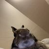 Mimi