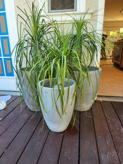 Pots