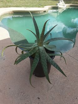 Aloe vera plants indoor & outdoor