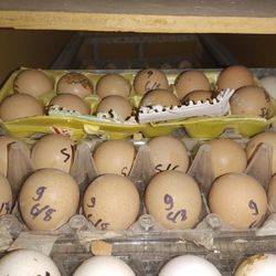 Fertile Guinea Eggs For Sale