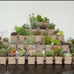 Decorated Party Favor Real Succulent Plants