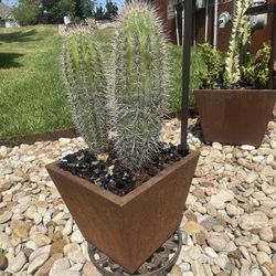 Spiny Pretty Cactus In  Corton Steel Rust Planter Pot With Solar Light And Decorative Fire Glass