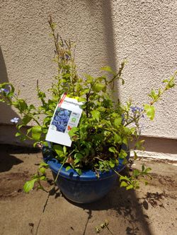 Plumbago