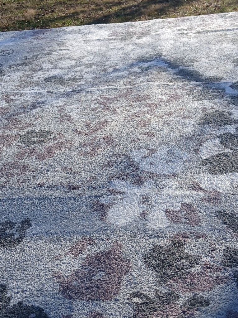 Rare Savavieh Rug