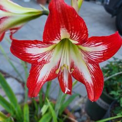 Red And White Amaryllis Plant Five Gallon Pot 