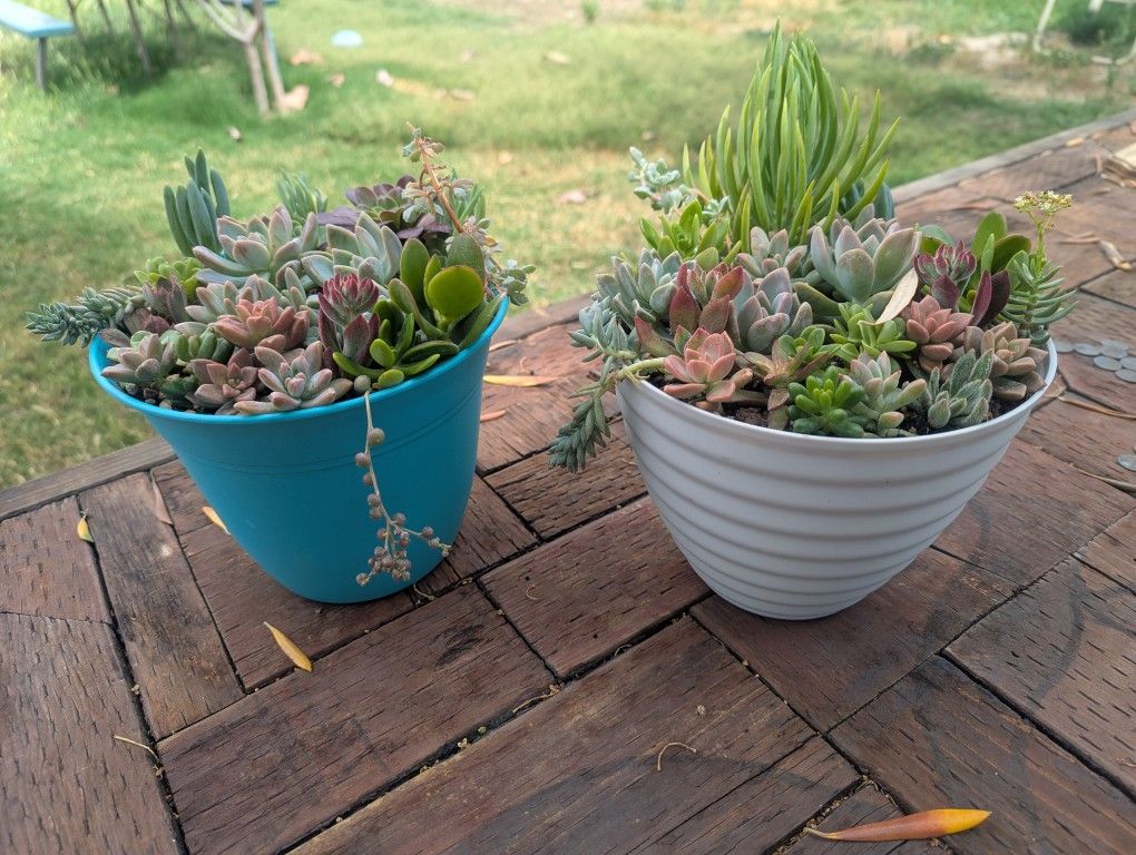 Succulent Arrangements