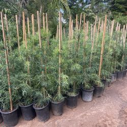 5 Gallon Size- Podocarpus- Lavender- Bird Of Paradise-