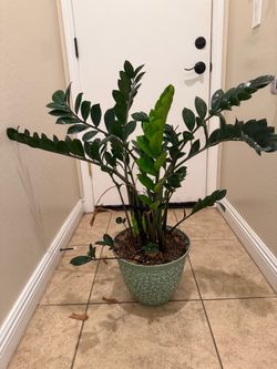 Zz Plant