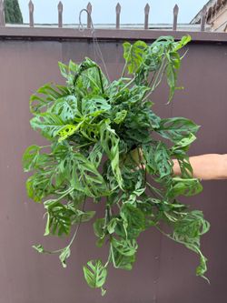 6” monstera swiss cheese