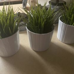 3 Farmhouse Plants 