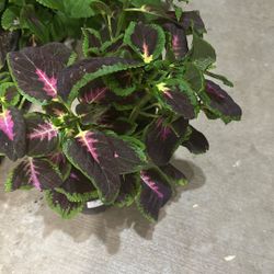 Coleus Plant $4