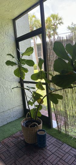 Matching Large Fiddle Leaf Fig Plants + Woven Baskets