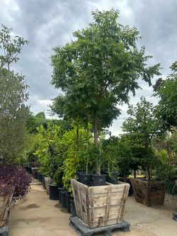 Chinese pistache, shade tree 36” box