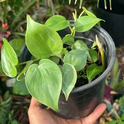 Heart Shape Philodendron Low Maintenance House Plant 4”