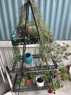 Small potted plants with holder