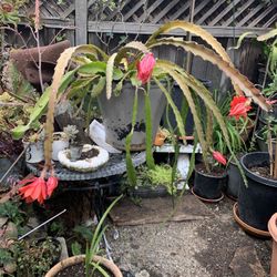 Plant Flowers 15 Gallon Container.