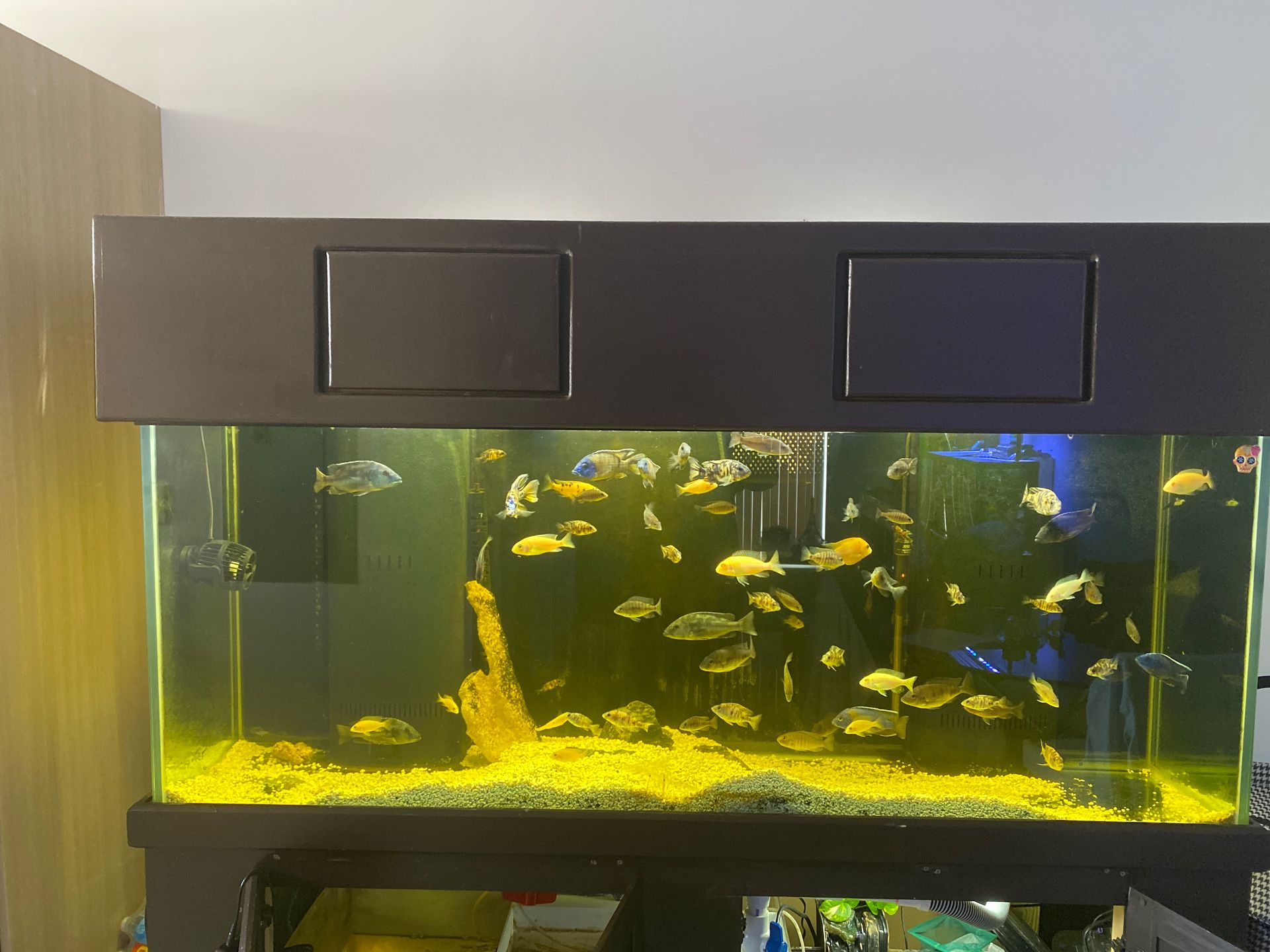 Aquarium for Sale in Miami Springs, FL OfferUp