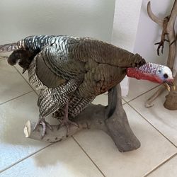 Turkey taxidermy 