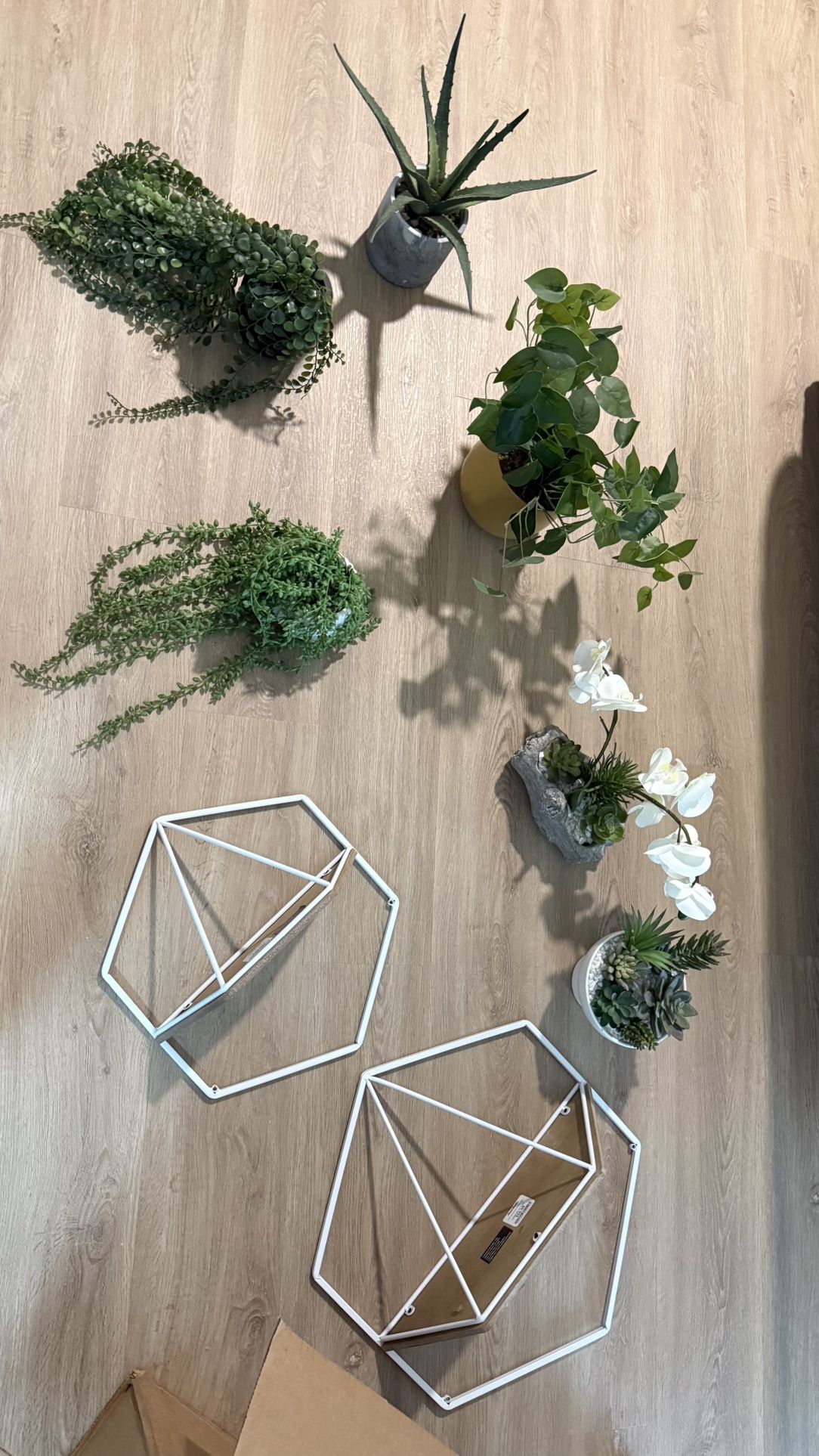 Decorative Plants