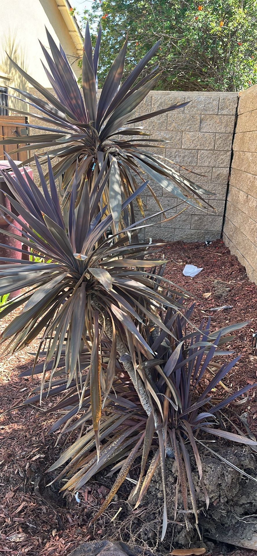 5 feet tall purple multiple palms